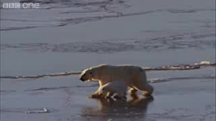 Ice Skating Polar Bears - Natures Great Events: The Great Melt 