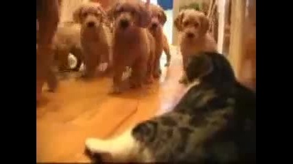 котка в лоша ситуация