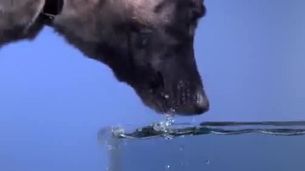 Time Warp - Как кучето пие вода 