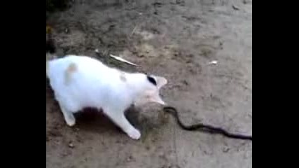 Бой между котка и змия 