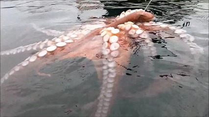 Octopus Caught While Kayak Fishing