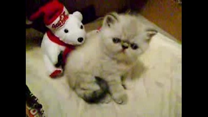 Сладурскоо коте