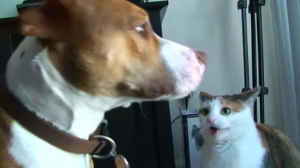 Котка налага питбул.смях!