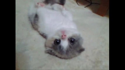 Много сладко котенце