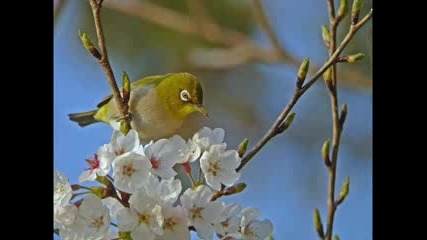 Schumann Reverie (traumerei)
