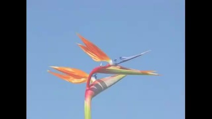 Vitas-the bird of happiness