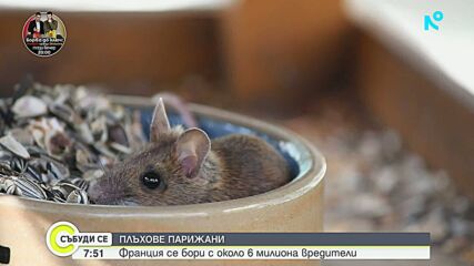 Франция се бори с милиони плъхове