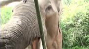 Слон напада туристи в националния парк Яла в Шри - Ланка