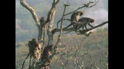 Маймуни Правят Здрав Секс Нa Дърво