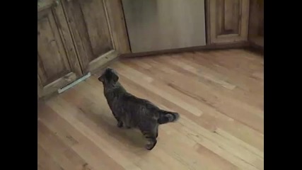 Ето как да държите котката далеч от храната