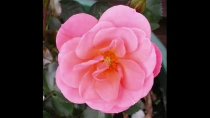 The Rose by Peter Williams