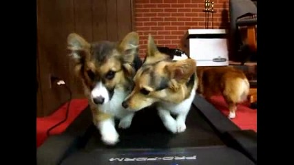Две сладки кученца тичат по бягаща пътека 