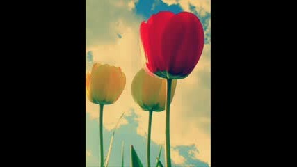 Yanni - With Аn Orchid