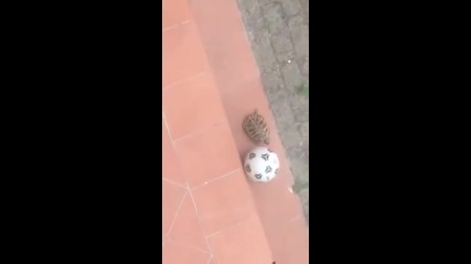 Костенурка играе футбол