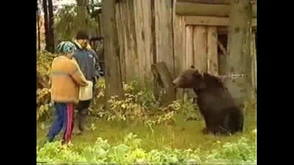 Feed the Bear