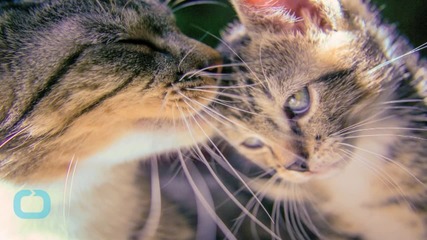 Cat That Adopted 3 Abandoned Kittens Is Now A Purr-Fectly Happy Mom
