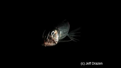 misanthrop - viperfish