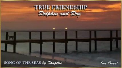 Dolphin and Dog - Let's be Friends.flv