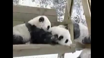 Panda Babies
