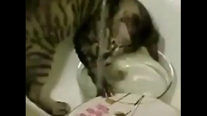 Котка - хигиенистка