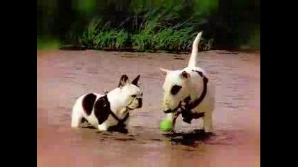Bull terrier vs french bulldog
