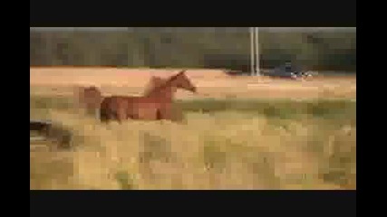 Arabian Horses Running & Playing, August 13, 2009