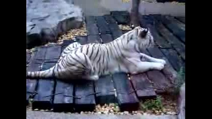 Много Красив Бял Тигър