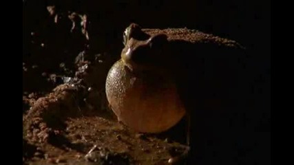 King Arthur Of Toads 