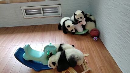 Бебета панди със специален поздрав за Китайската Нова година (ВИДЕО)