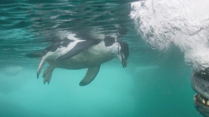 face - off with a deadly predator 