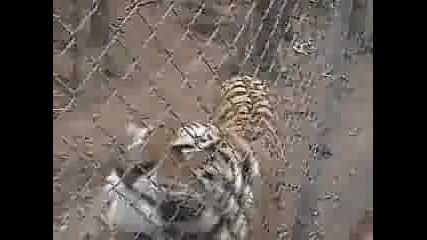 Тигър пърди на камерата - смях 