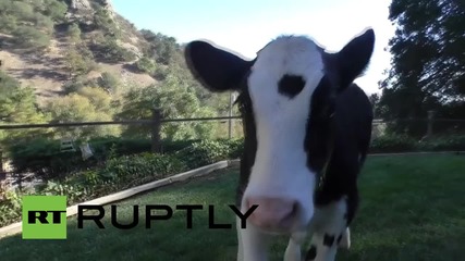 USA: Meet Goliath, the cow that thinks it's a DOG