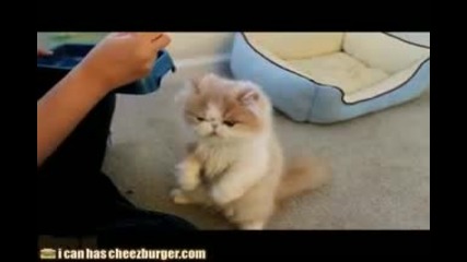 Хранят котка по китайски :d Ето защо e толкова дебела 