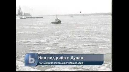 Нoв вид риба се появи в река Дунав