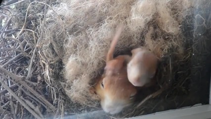 Изключително сладка и мила катеричка и малките й бебчета, заснети в гнездото им!
