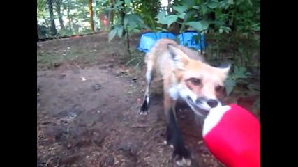 Игрива лисица си играе на дърпаница със стопанина си