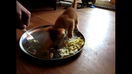 Умиращо от глад котенце :d