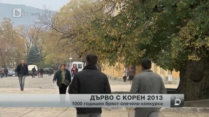 Старият бряст в Сливен стана " Европейско дърво на годината " 2014