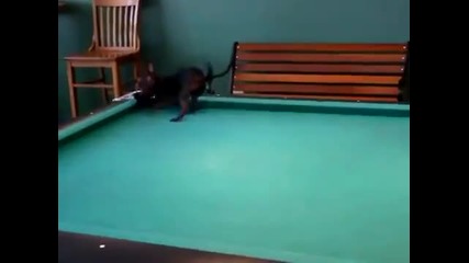 Куче играе билярд