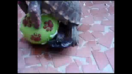 Най - перверзната костенурка на света .