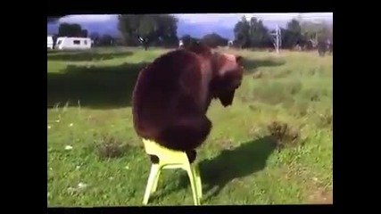 Bear doing Hoola-hoop