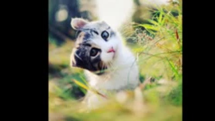 Сладки Котки 