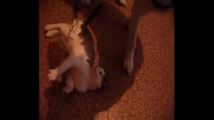 Смешния Котак Момо