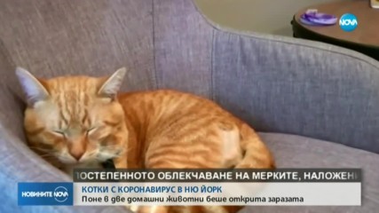 Две котки в Ню Йорк са първите домашни любимци с коронавирус в САЩ