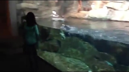 Сладко пингвинче преследва плувайки дете във зоопарка.
