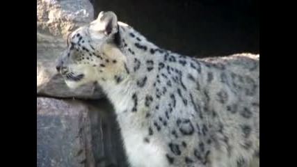 Малки Снежни Леопардчета Си Играят