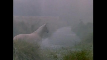 The silver stallion - on my fathers wings