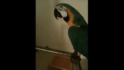 Parrot Saying Wtf