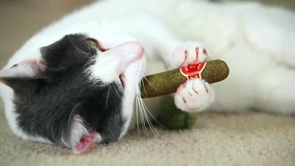 Mean Kitty - You did this!!! 
