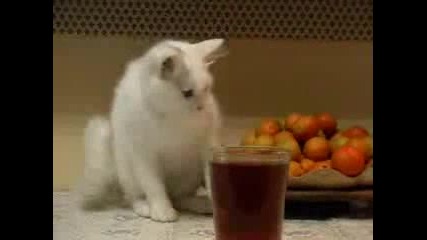 Чувствителна Котка - Смях